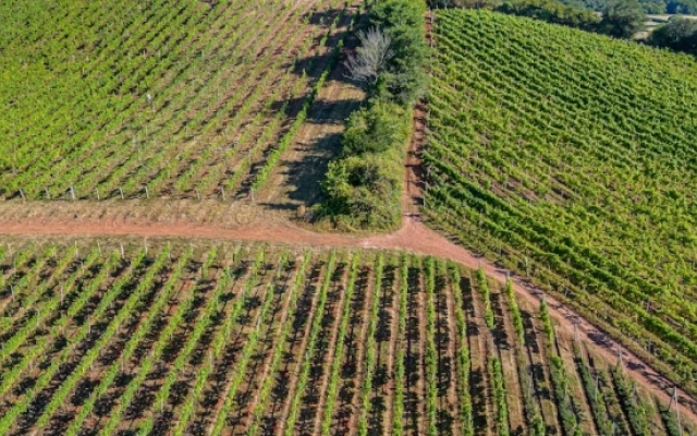Old Walls Vineyard