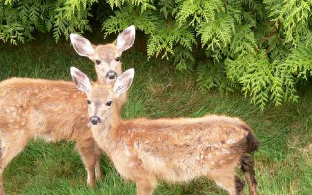 Ginger Giraffe B&B