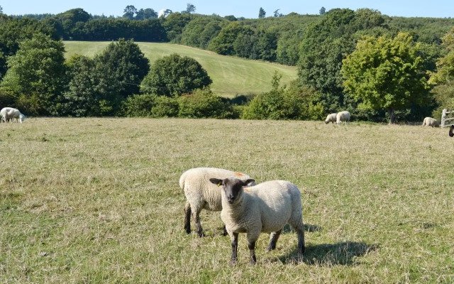 The Dairy