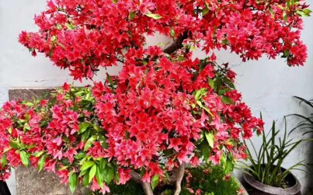 Rooftop Kejia Homestay