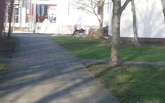 Ferienwohnung-Silberdiestel