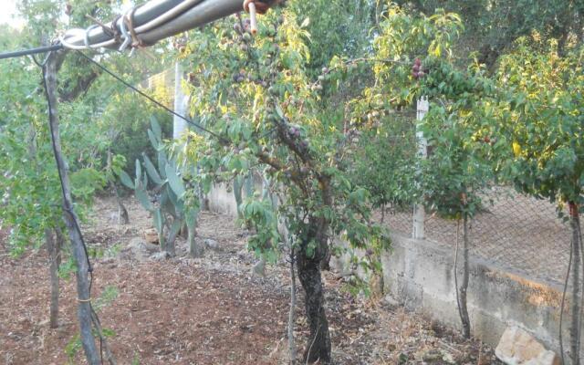 Villa Conte in Salento