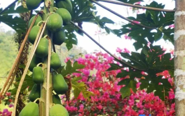 Wanning Olive Tree Villa