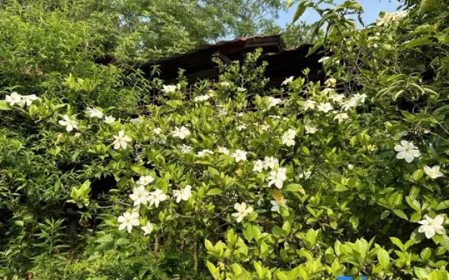 Crane garden