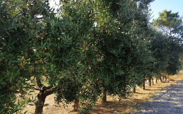 Realis Villa Gandoli Pool&BBQ - Adults only"16th"