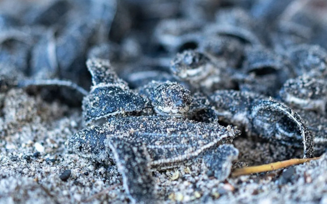 Mt. Plaisir Estate Hotel