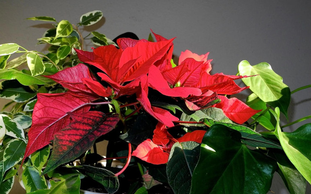 Rosebank Lodge Guesthouse by Claires