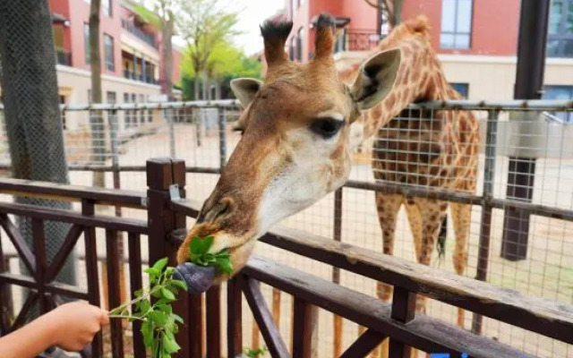 Xiamen Lingling Giraffe Manor Hotel