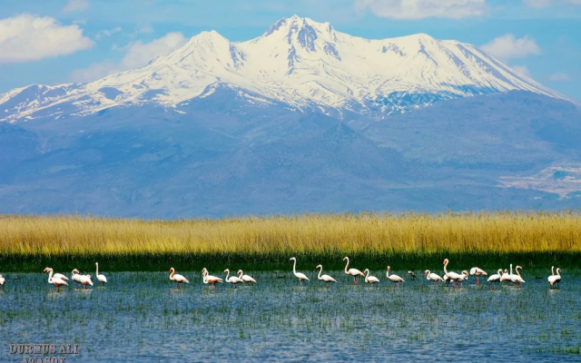 Sultan Pansion Bird Paradise