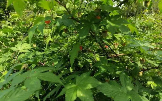 Tonglu She Township Bamboo House