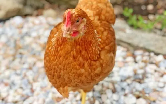 Casa Rico Frade Garden