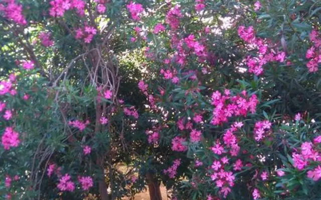 Pag studio Garden