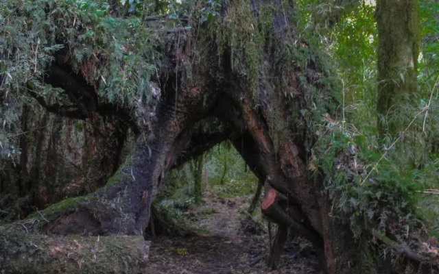 Rai Tepuhueico Eco Lodge
