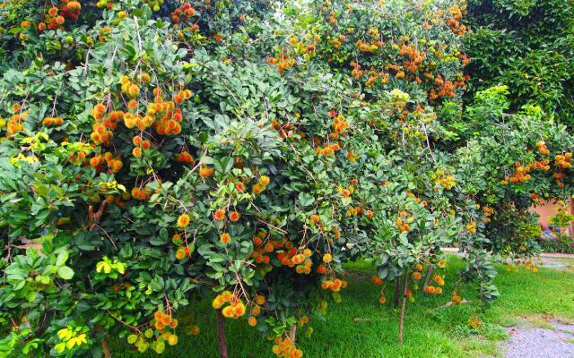 Aiyara Garden Resort