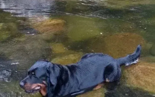 Sitio Caminho das Águas Eco Chalés