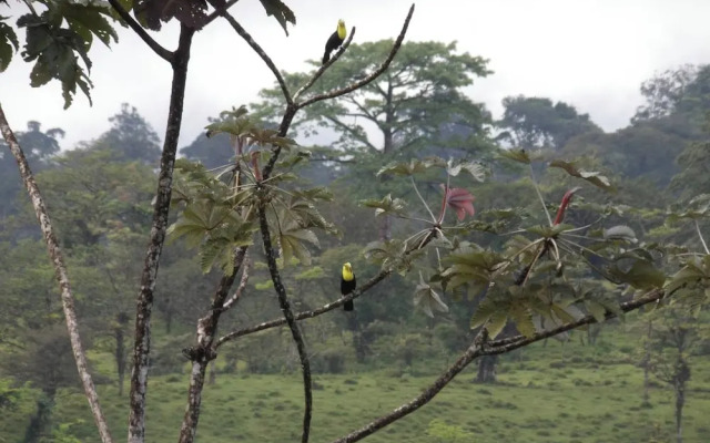 Pura Vidaville - Hiker's Hideaway