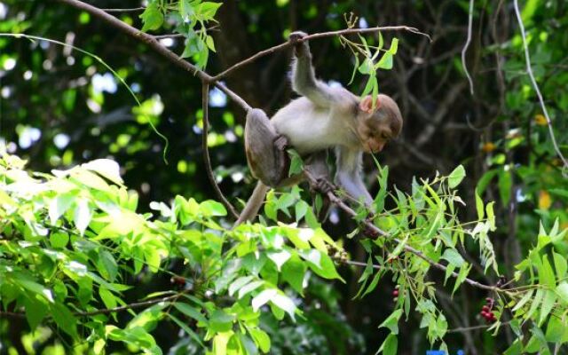 Yalong Bay Earthly Paradise Birds Nest Resort