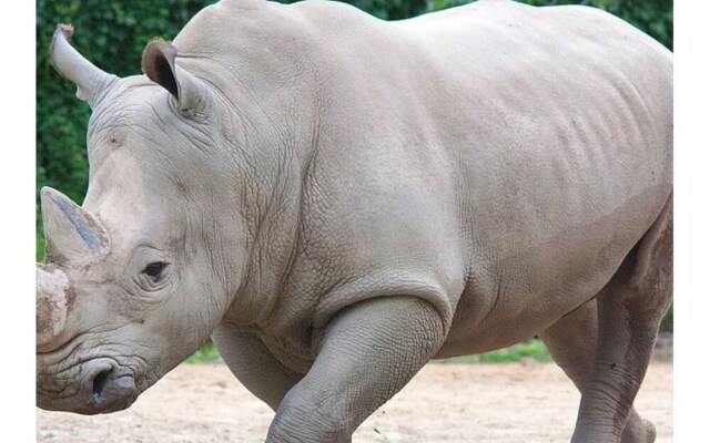 The Rhinos 1