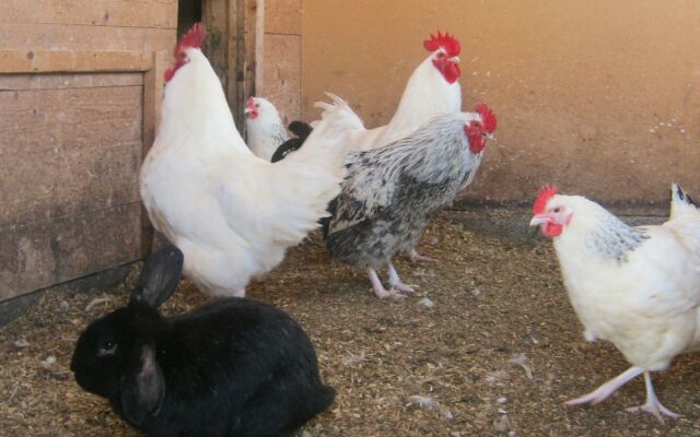 6 Person Holiday Home in Hamnvik