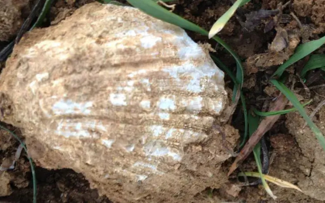 Rascioni & Cecconello