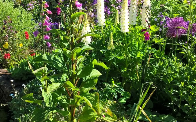 Thorpe Green House Vegetarian Bed and Breakfast