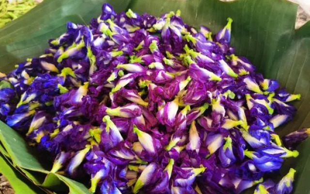 Phoenix Perches Reserve Villa