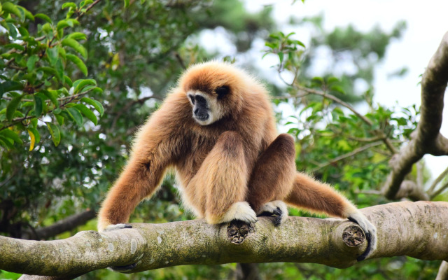 OYO Business Hotel Shinkawa Ube