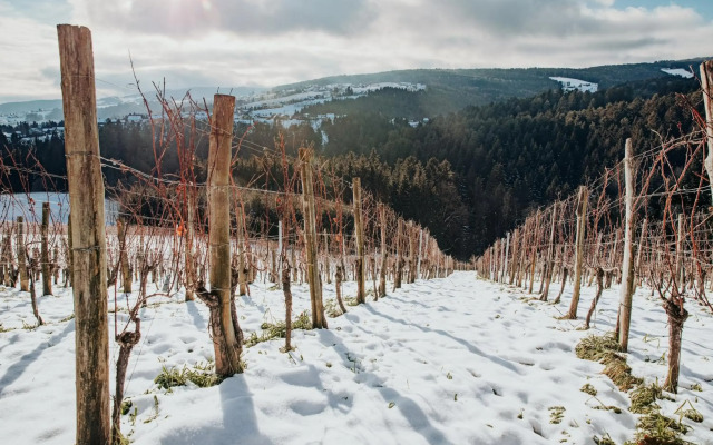 Weinstöckl Hochgrail pures sein