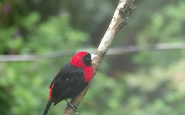 Pura Vidaville - Hiker's Hideaway