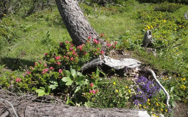 Ferienwohnung Hierzegger