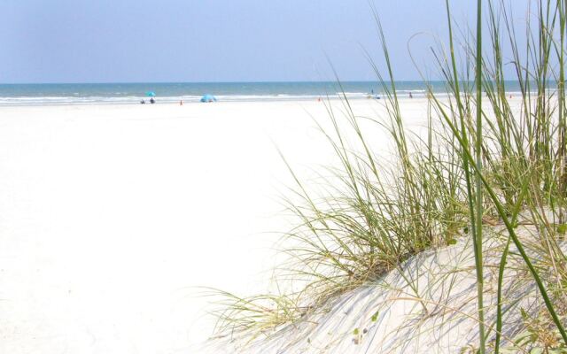 Sand Dollar I 504