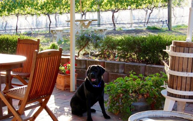 Every Man and His Dog Vineyard