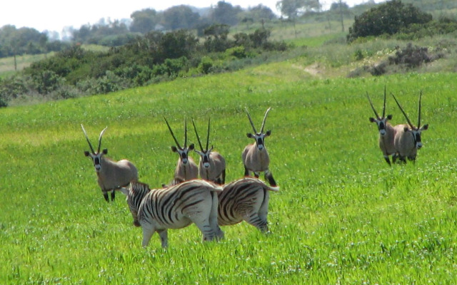 Thali Thali Game Lodge