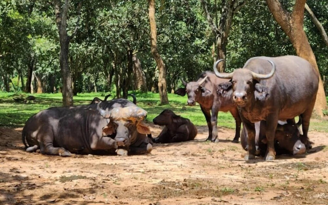 Sambiya River Lodge