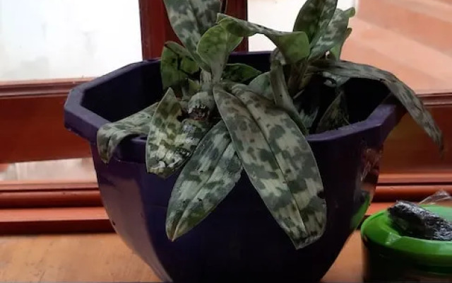 Dang Khoa Garden Inn