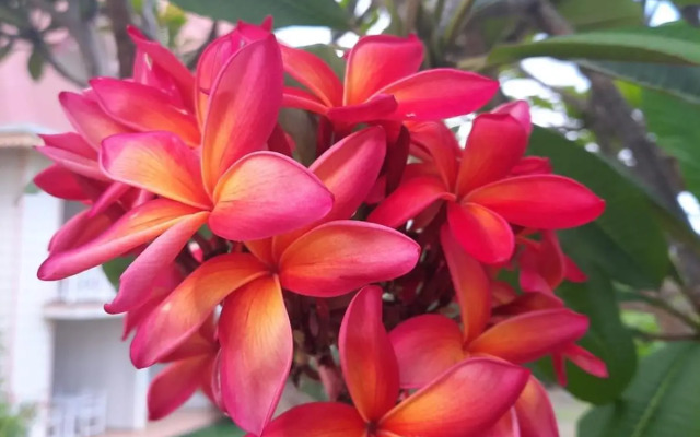 Studio 3 etoiles pierre&vac