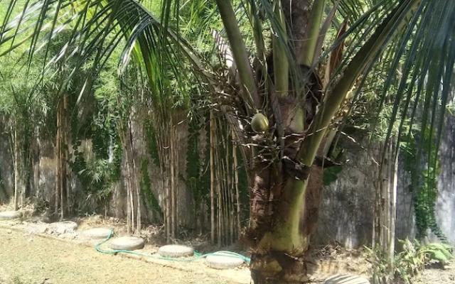 Sayan Ubud Guest Houses