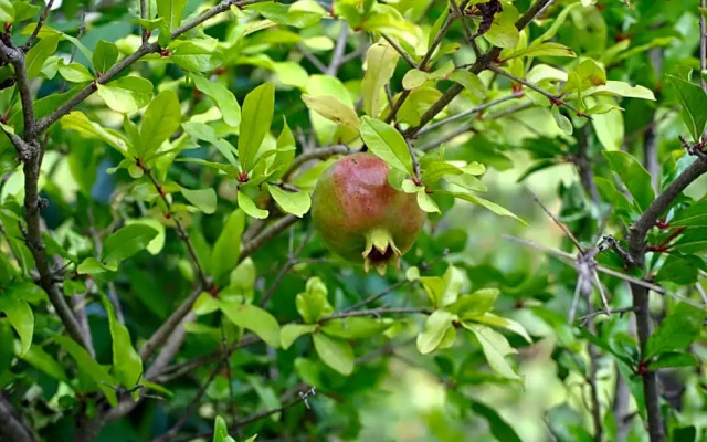 Bed & Breakfast StudioArcodia