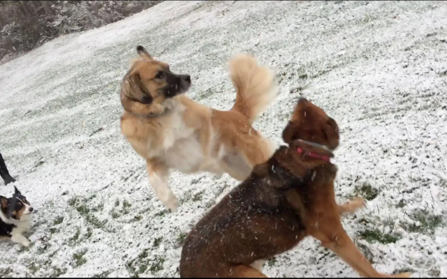 Colonel Williams Inn