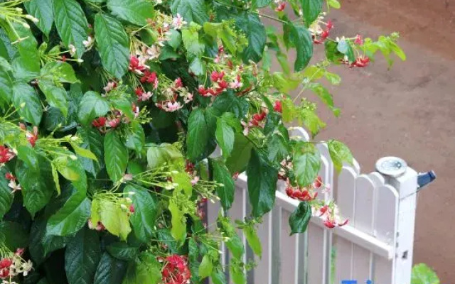 Beihai Weizhou Island Three Cats Homestay