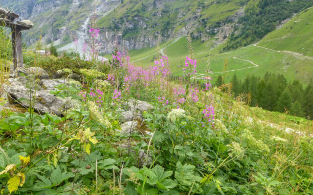 Chalet Epilobes