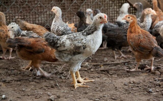 Cowichan Valley Hostel