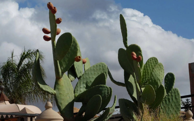 Riad Ralhaya