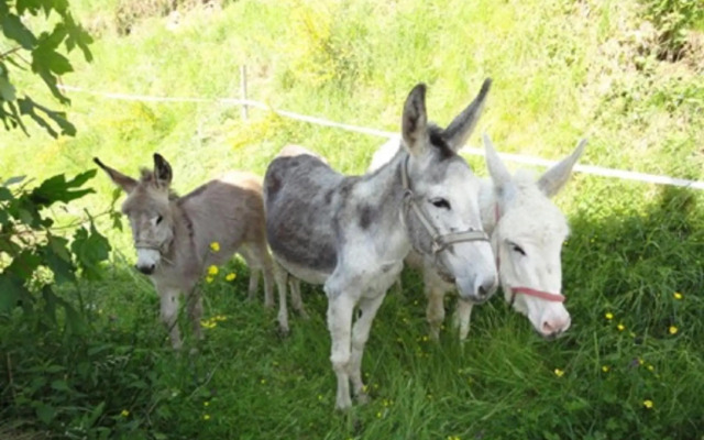 Urlaub im Herrenholz
