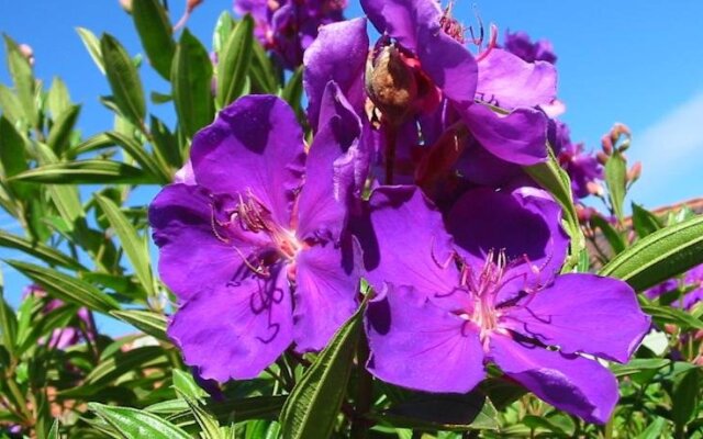 Rural Executive Holiday House @ Lavender Grove Farm