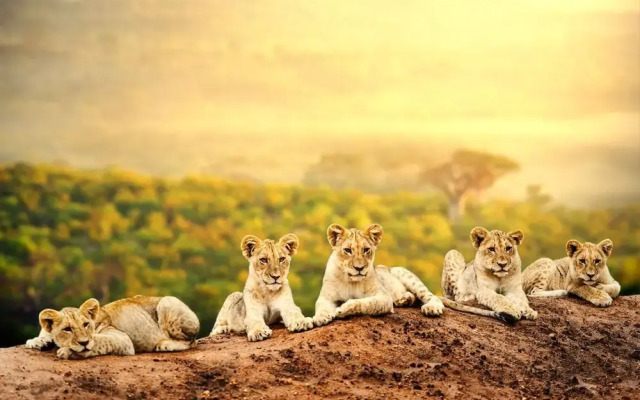 Simba & Oryx Nature Camp