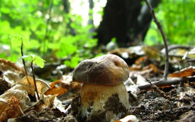 Alpine Smart Residence