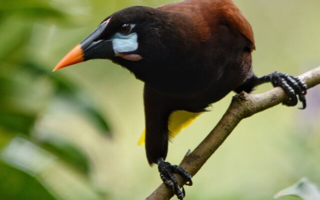 Yatama Ecolodge Sarapiqui