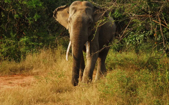 Ruhunu Safari Camping - Udawalawe