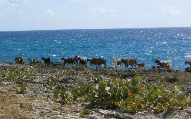 Guesthouse Villa la Isla